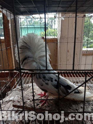 ARBA fancy Pigeon farm